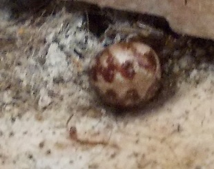 Steatoda e Zigiella